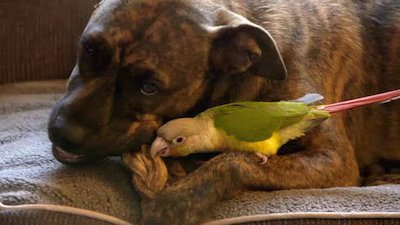 Unlikely Animal Friends Season 4 Episode 10