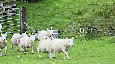 Unlikely Animal Friends Season 4 Episode 11