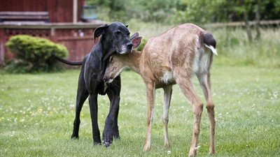 Unlikely Animal Friends Season 1 Episode 1