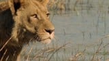 Swimming Lions