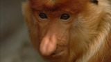 Proboscis Monkey