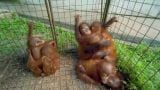 Orang and Orangutan