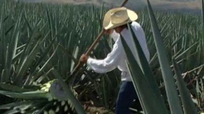 Destilando Amor Season 1 Episode 96