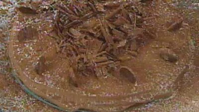 The Essence of Emeril Season 1 Episode 95