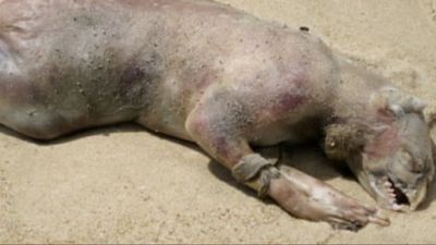 En Busca de Monstruos Season 3 Episode 4