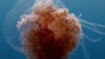 En Busca de Monstruos Season 3 Episode 14