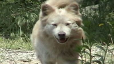 En Busca de Monstruos Season 3 Episode 20