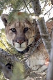American Cougar: Revealed