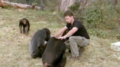Escape to Chimp Eden Season 1 Episode 3