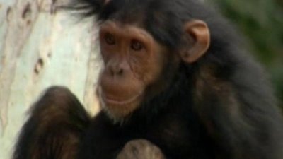Escape to Chimp Eden Season 1 Episode 4
