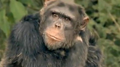 Escape to Chimp Eden Season 1 Episode 5