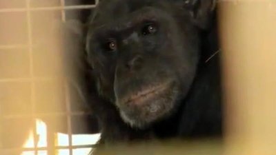 Escape to Chimp Eden Season 1 Episode 6