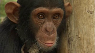 Escape to Chimp Eden Season 1 Episode 8