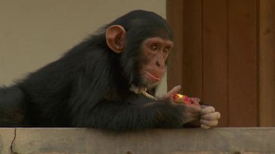Escape to Chimp Eden Season 1 Episode 9