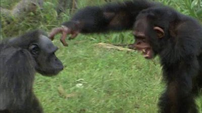 Escape to Chimp Eden Season 1 Episode 12