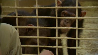 Escape to Chimp Eden Season 2 Episode 1