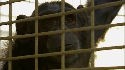 Escape to Chimp Eden Season 2 Episode 2