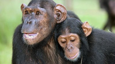 Escape to Chimp Eden Season 2 Episode 5