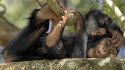 Escape to Chimp Eden Season 2 Episode 7