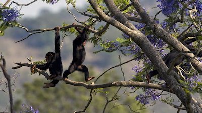 Escape to Chimp Eden Season 2 Episode 8