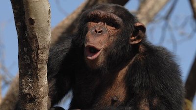 Escape to Chimp Eden Season 2 Episode 10