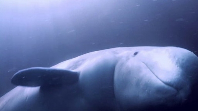 Ocean Mysteries Season 2 Episode 12