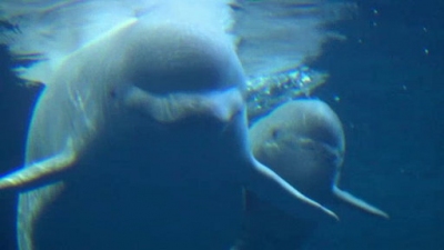 Ocean Mysteries Season 2 Episode 14