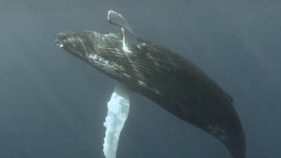 Ocean Mysteries Season 2 Episode 15