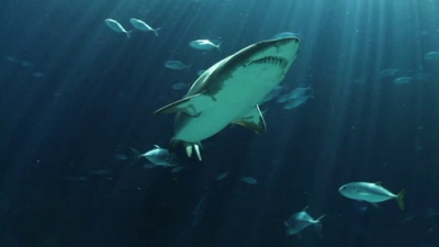 Ocean Mysteries Season 2 Episode 9