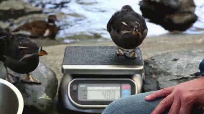 Ocean Mysteries Season 2 Episode 8