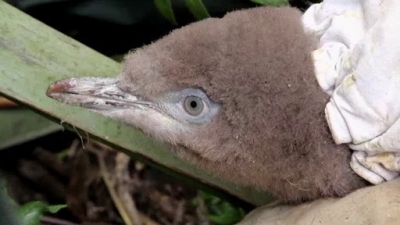 Ocean Mysteries Season 2 Episode 219