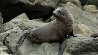 Ocean Mysteries Season 2 Episode 21