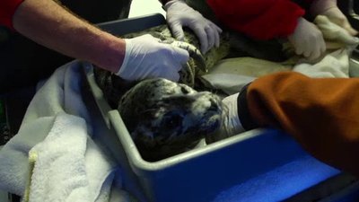 Ocean Mysteries Season 2 Episode 2