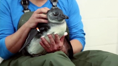 Ocean Mysteries Season 2 Episode 25