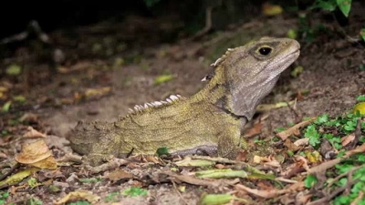 Ocean Mysteries Season 2 Episode 23