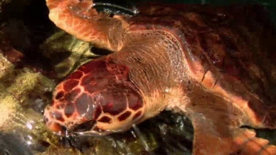 Ocean Mysteries Season 1 Episode 3