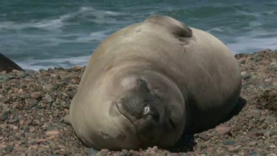 Ocean Mysteries Season 1 Episode 8