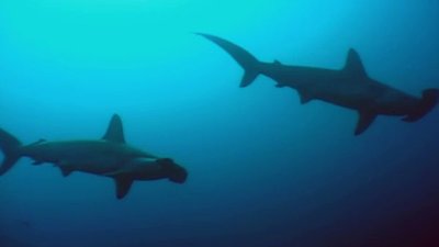 Ocean Mysteries Season 1 Episode 9