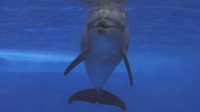 Ocean Mysteries Season 1 Episode 25