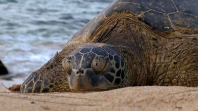 Ocean Mysteries Season 1 Episode 22