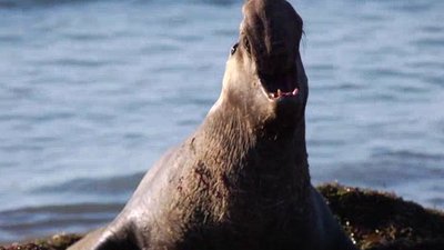 Ocean Mysteries Season 1 Episode 23