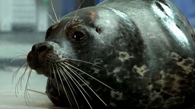 Ocean Mysteries Season 1 Episode 24