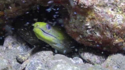 Ocean Mysteries Season 1 Episode 18