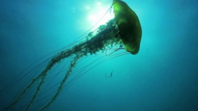 Ocean Mysteries Season 1 Episode 17