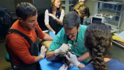 Ocean Mysteries Season 1 Episode 12