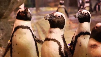 Ocean Mysteries Season 1 Episode 10