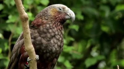 Ocean Mysteries Season 3 Episode 5