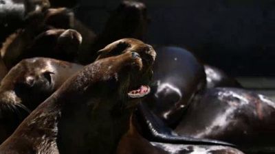 Ocean Mysteries Season 3 Episode 1