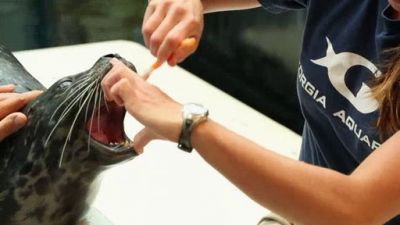 Ocean Mysteries Season 3 Episode 8