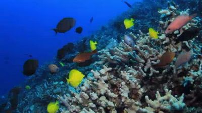 Ocean Mysteries Season 3 Episode 7